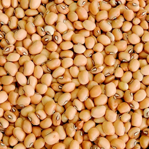 FEIJAO DE CORDA NOVO