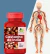 Castanha da india vegetal 500mg 120 Cápsulas | Bem-Estar Diário unissex – ORIGINAL - comprar online