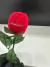 Imagem do ANEL SOLITÁRIO CRAVEJADO + PORTA JÓIAS DE FLOR | PRATA 925