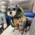 JAQUETA GUCCI - Hype Pet Store