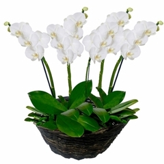 Orquídeas Phalaenopsis sofisticadas