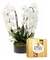 Stunning White Orchids and Ferrero Rocher