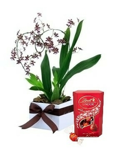 Orquídeas Sharry Baby e Lindt Lindor