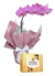 Orquídeas Phal Lilás com Ferrero Rocher