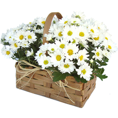 Delicate Daisies - buy online