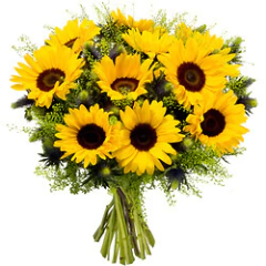 Buquê com 12 Flores de Girassol