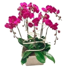 Orquídeas Sofisticadas