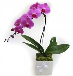 Lilac Phalaenopsis Orchids - buy online