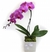 Orquídeas Phalaenopsis Lila - comprar online