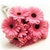 Pink Gerberas, single