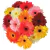 Ramo de Lujo 24 Gerberas de Colores