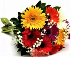 Flor Gerbera