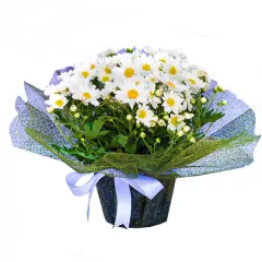 Hermosas margaritas plantadas - comprar online