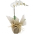 Hyper Luxury White Phalaenopsis Orchids - buy online