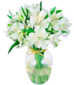 Beautiful White Alstroemerias in a Vase