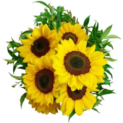 Precioso ramo de Girasoles - comprar online