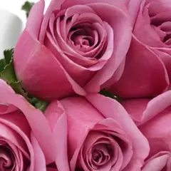 Extravagant Beauty 15 Lilac Roses - online store