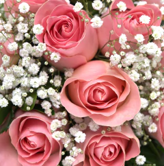 Ramo Especial 12 rosas rosadas - comprar online