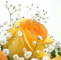 Essence Six Yellow Roses Bouquet and Chandon - Floresnet