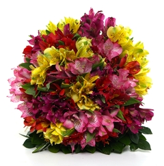 Colorful Alstroemeria Bouquet - Floresnet