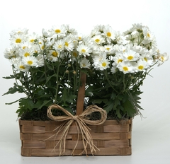 Delicate Daisies - Floresnet