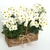 Delicate Daisies on internet