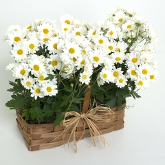 Delicate Daisies - online store