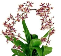 Linda Orquídea Sharry Baby na internet