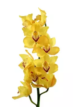 Vaso Orquídeas Cimbideuns na internet