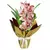 Orquídeas Cimbideuns - comprar online