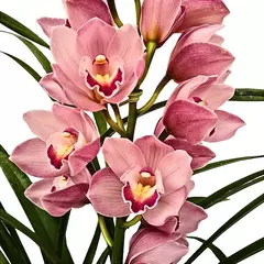 Orquídeas Cimbideuns na internet