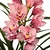 Orquídeas Cimbideuns na internet