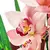 Orquídeas Cimbideuns - Floresnet