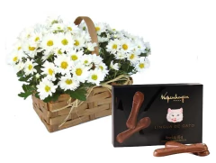 Ramo de Margaritas con Chocolate Kopenhagen
