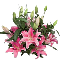 Jarron Ramo de Lirios Magníficos en internet