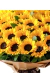Mega Ramo 100 Girasoles - Floresnet