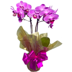 Orquídeas Phalaenopsis Mini SP - comprar online