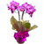 Phalaenopsis Small Orchids SP - buy online