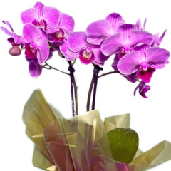 Orquídeas Phal Mini e Ferrero Rocher SP - Floresnet