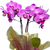 Phalaenopsis Small Orchids SP - Floresnet