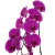 Lilac Phalaenopsis Orchids SP - buy online