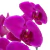Lilac Phalaenopsis Orchids SP on internet