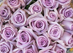 Buquê Lindas 20 Rosas Lilás na internet