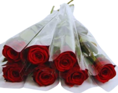 Paquete de 10 rosas en internet