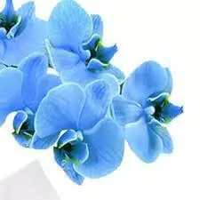 Orquídea Azul on internet