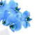 Orquídea Azul on internet
