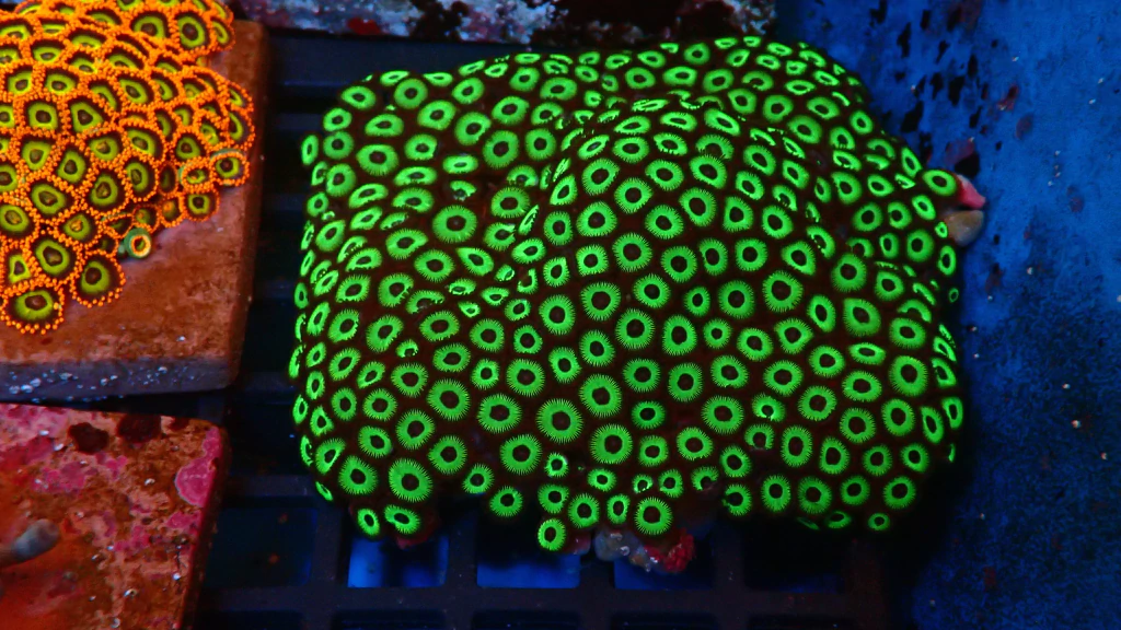 Zoas