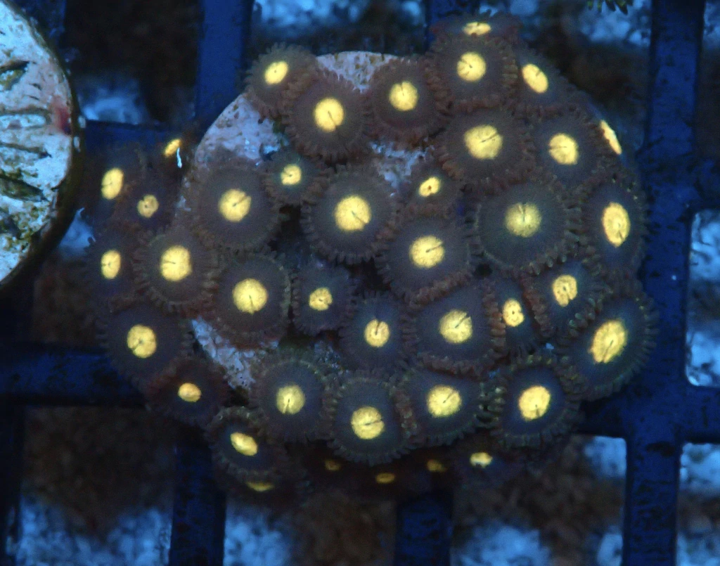 Zoas