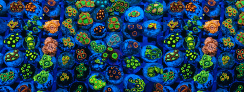 Carrossel 1