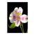 Alstroemeria